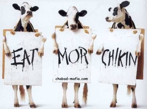 cows eat more chicken